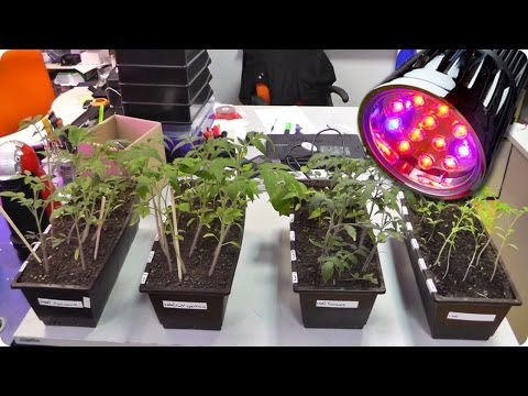 Illumination of seedlings with LED lamps