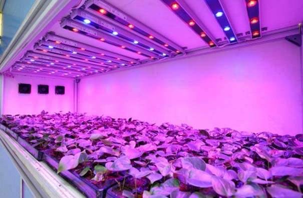 Illumination of seedlings with LED lamps