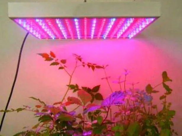 Illumination of seedlings with LED lamps do it yourself