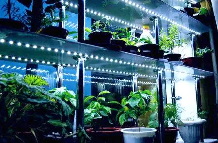 Illumination of seedlings with LED lamps do it yourself