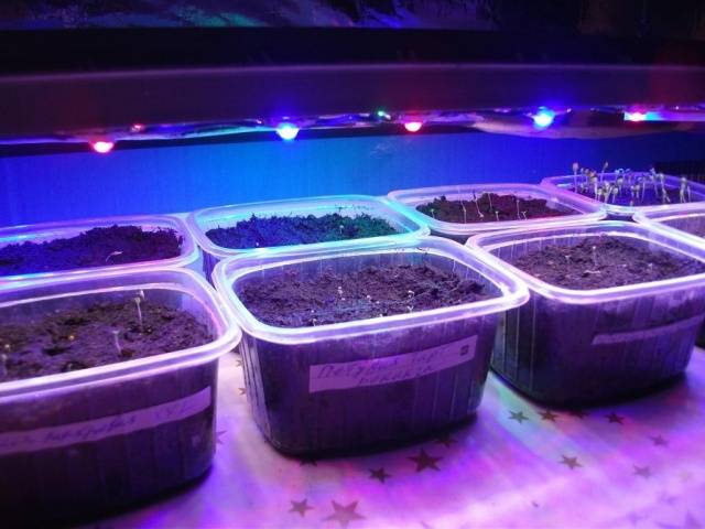 Illumination of seedlings with LED lamps do it yourself