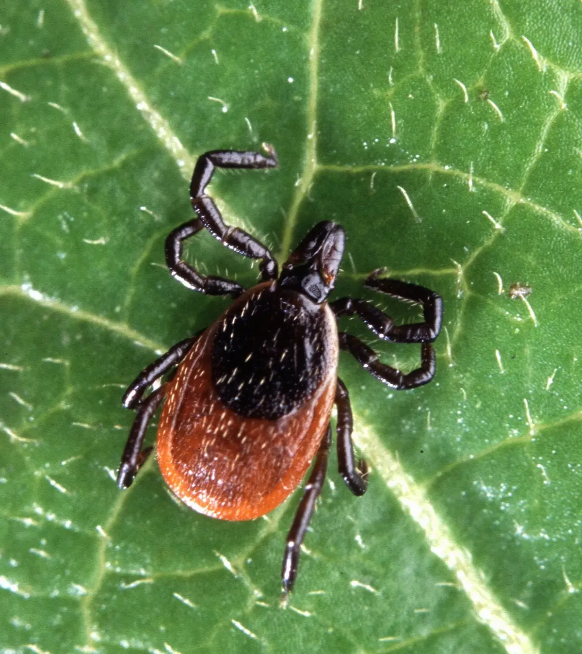 Imaginary Lyme disease &#8211; what is it? Are you sure you have Lyme disease?