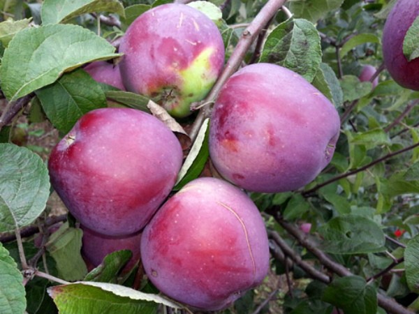 Imant apple tree: planting and care, cultivation, disease control