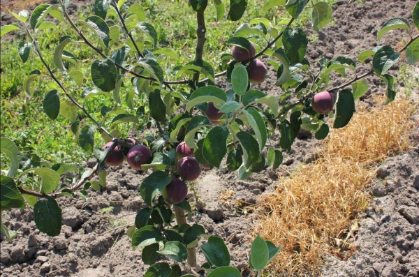 Imant apple tree: planting and care, cultivation, disease control