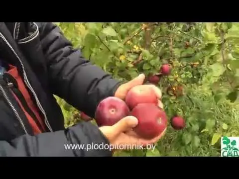 Imant apple tree: planting and care, cultivation, disease control