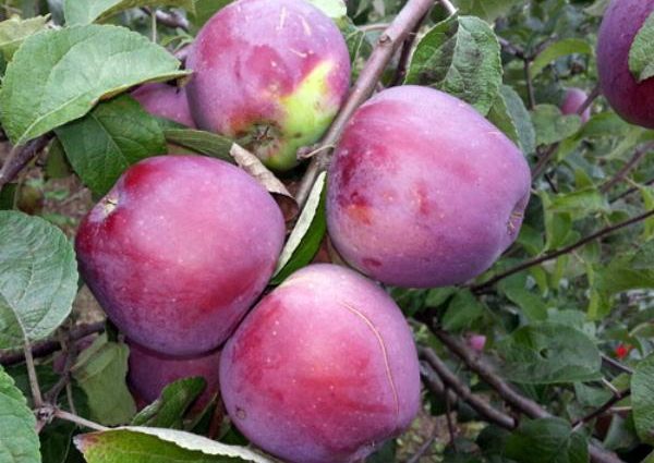 Imant apple tree: planting and care, cultivation, disease control