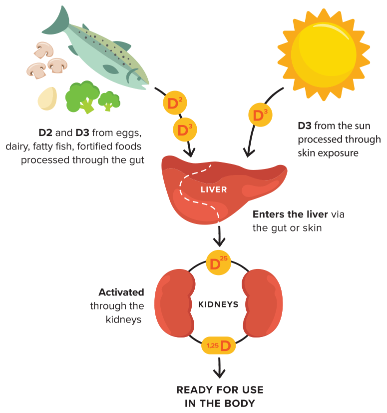 How Vitamin D can Support a Healthy Immune System