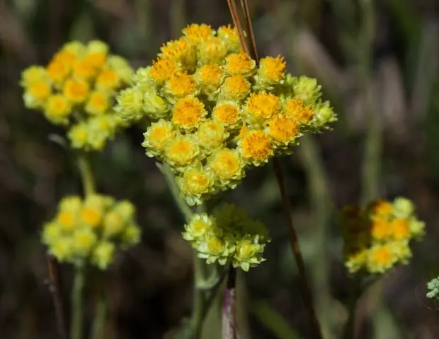 Immortelle flower: photos and names, benefits and harms, application, reviews