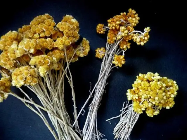 Immortelle flower: photos and names, benefits and harms, application, reviews