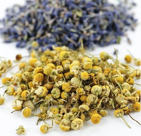 Immortelle flower: photos and names, benefits and harms, application, reviews