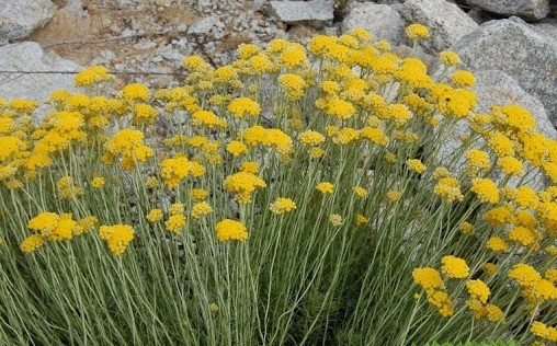 Immortelle flowers: growing seedlings, planting and care