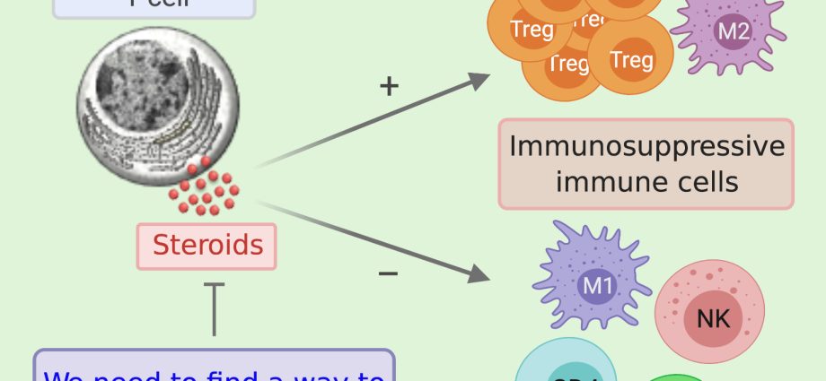 Immune cells can make steroids