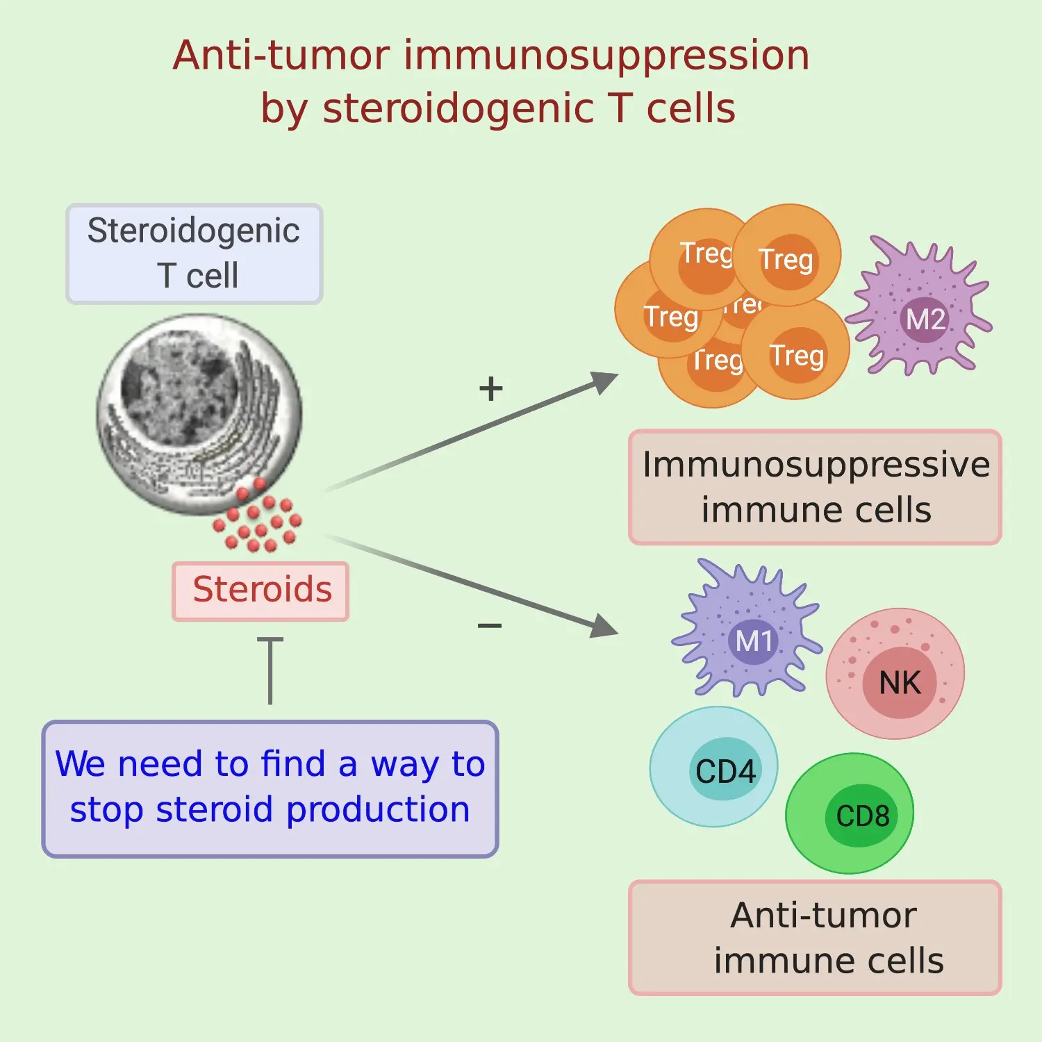 Immune cells can make steroids