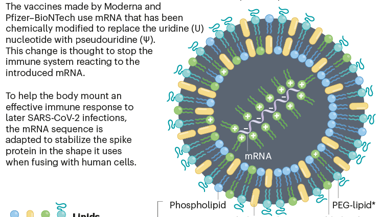 Immunity against COVID-19 after Pfizer and Moderna vaccines &#8211; groundbreaking information