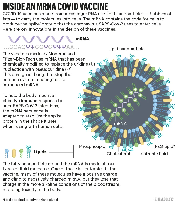 Immunity against COVID-19 after Pfizer and Moderna vaccines &#8211; groundbreaking information