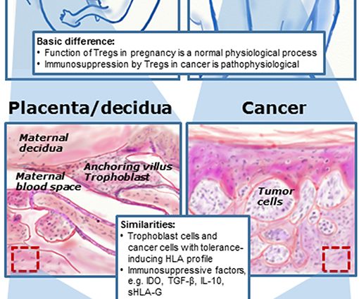 Immunosuppressants can cause fetal abnormalities and miscarriage