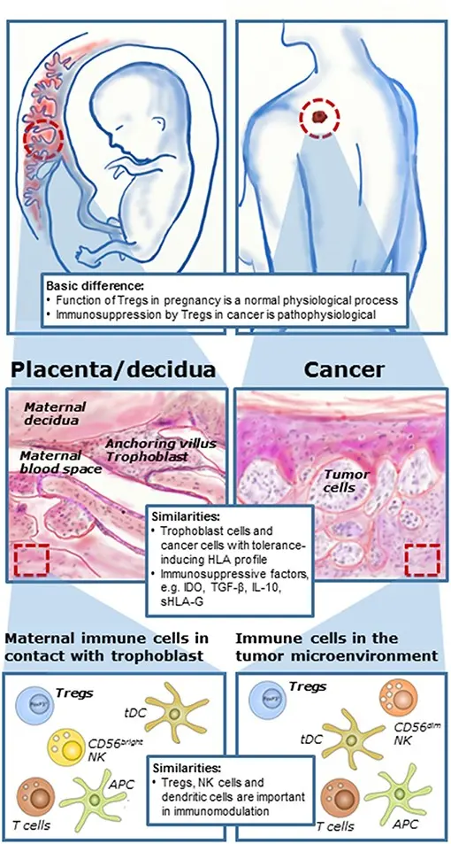 Immunosuppressants can cause fetal abnormalities and miscarriage