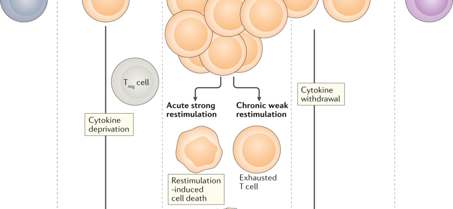 Immunotherapy in the fight against the most severe cancers. The research results give hope