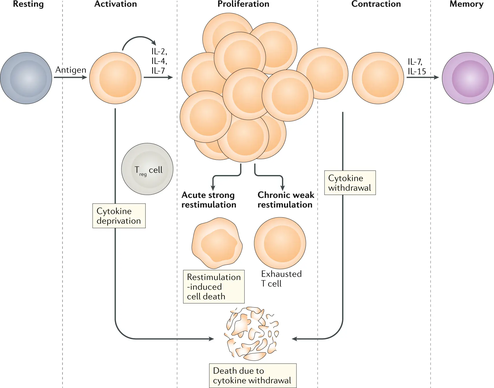 Immunotherapy in the fight against the most severe cancers. The research results give hope