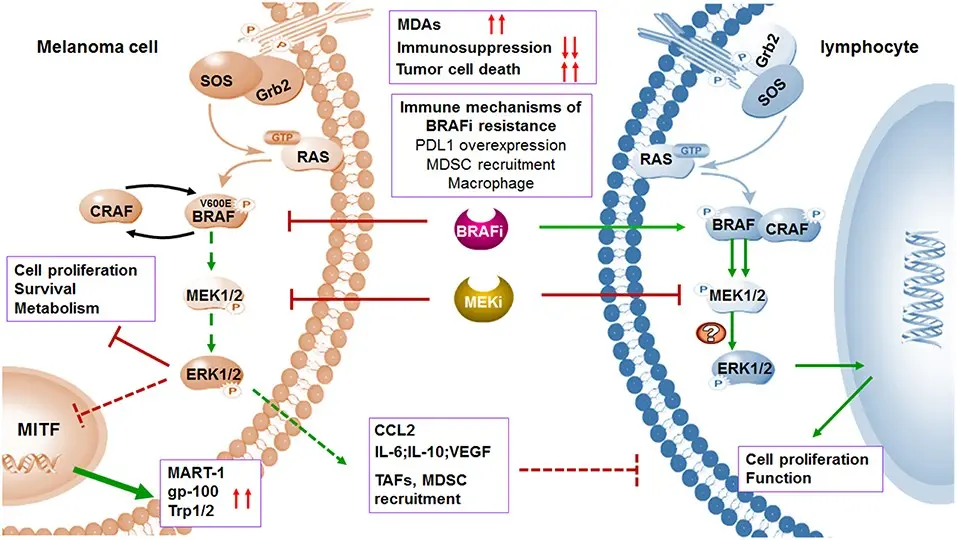 Immunotherapy is a breakthrough in the treatment of advanced melanoma