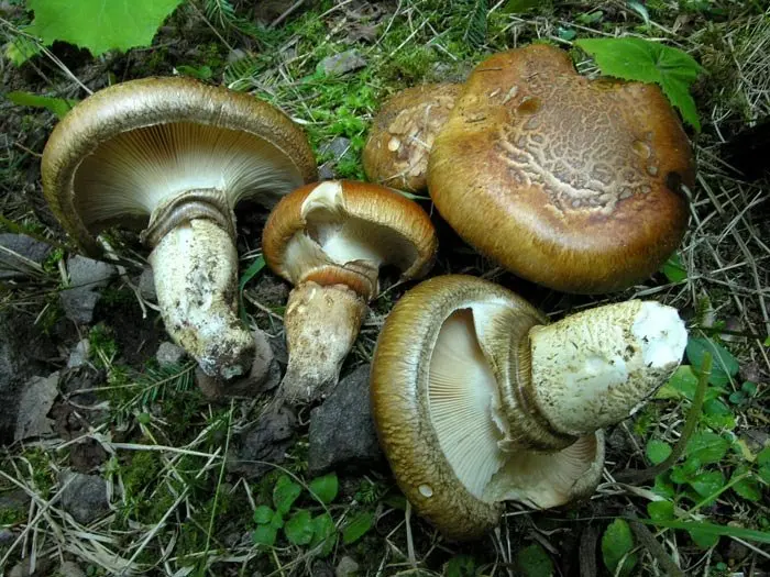 Imperial catatelasma (Catathelasma imperiale) photo and description