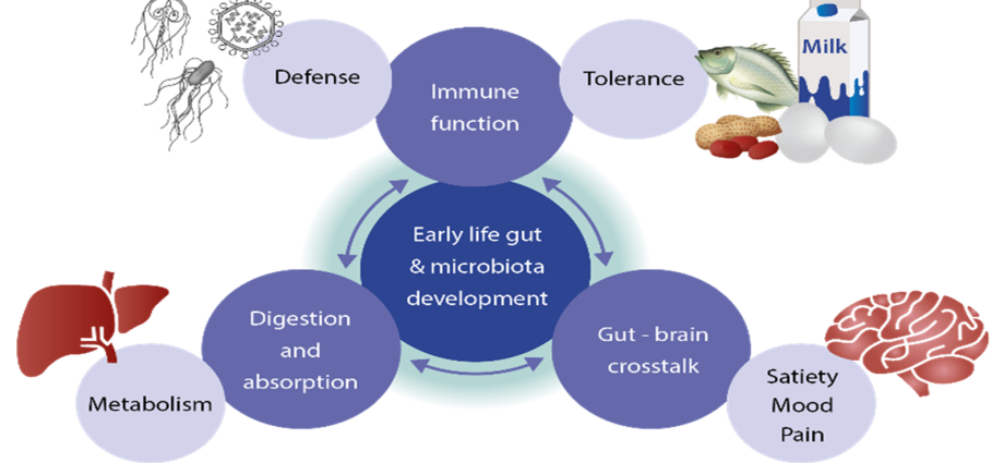 Important gut bacteria