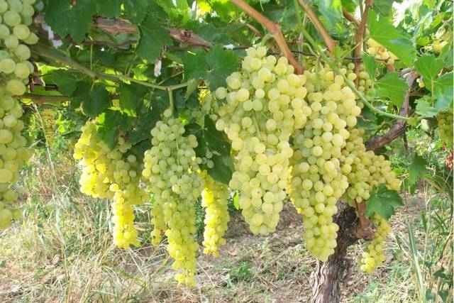 Improved Rusbol grapes: variety description, photos, reviews