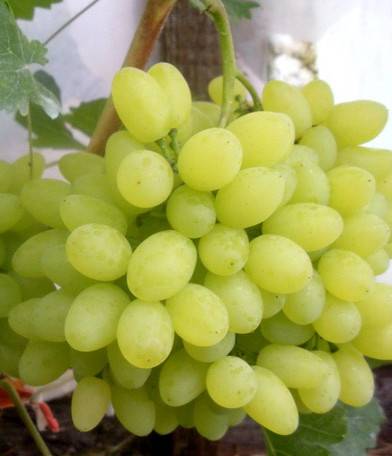 Improved Rusbol grapes: variety description, photos, reviews