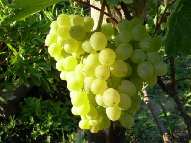 Improved Rusbol grapes: variety description, photos, reviews