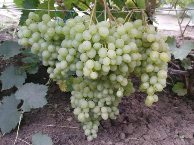 Improved Rusbol grapes: variety description, photos, reviews