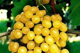 Improved Rusbol grapes: variety description, photos, reviews