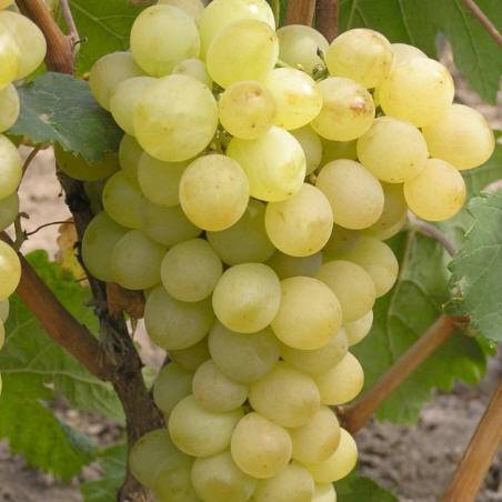 Improved Rusbol grapes: variety description, photos, reviews