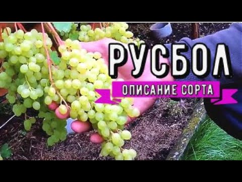 Improved Rusbol grapes: variety description, photos, reviews