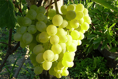 Improved Rusbol grapes: variety description, photos, reviews