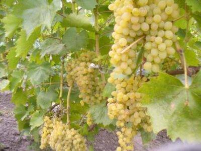 Improved Rusbol grapes: variety description, photos, reviews