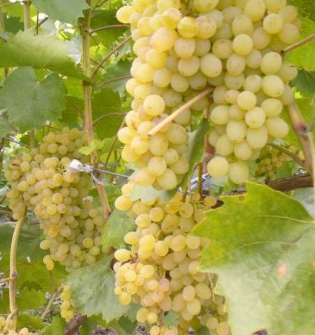 Improved Rusbol grapes: variety description, photos, reviews