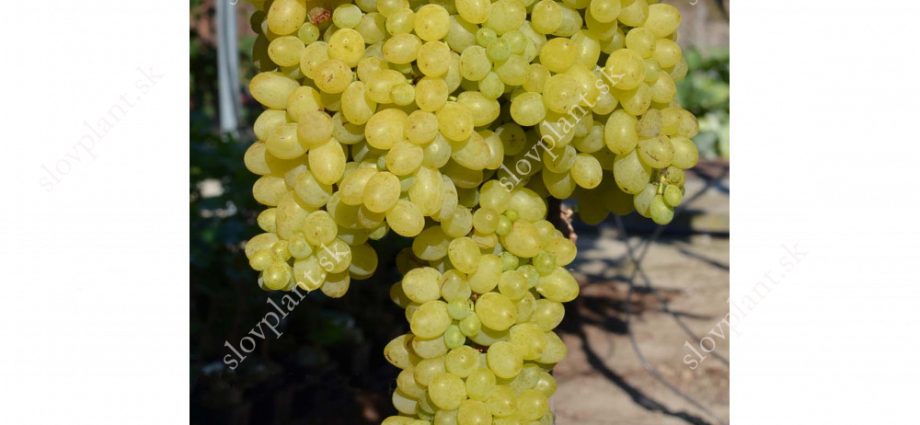 Improved Rusbol grapes: variety description, photos, reviews