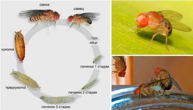 In kombucha worms, midges, larvae: causes and what to do