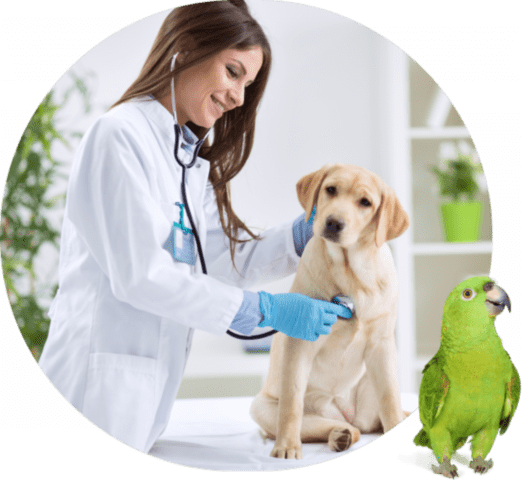 In what cases can you get by with an online veterinarian?