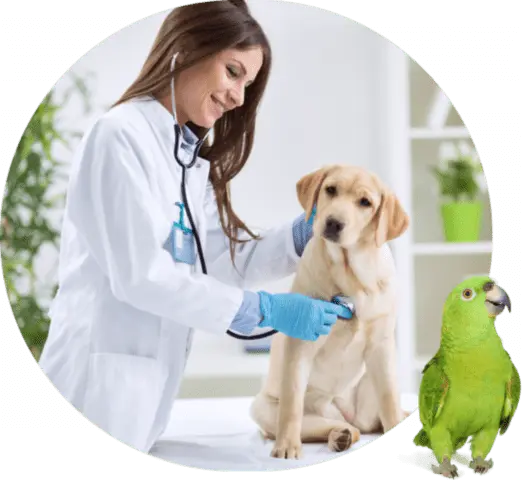 In what cases can you get by with an online veterinarian?