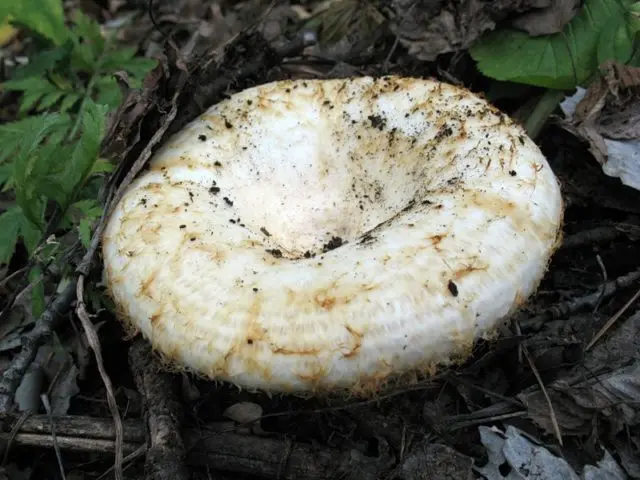 In what forests do milk mushrooms grow: where to look, where to collect, when to collect, where they grow in Our Country and by region