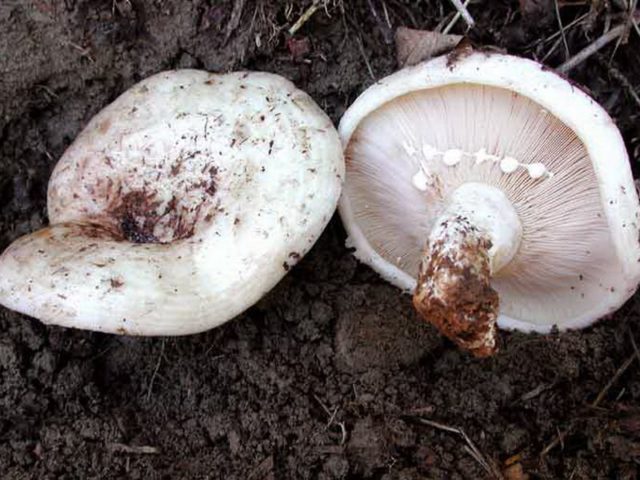 In what forests do milk mushrooms grow: where to look, where to collect, when to collect, where they grow in Our Country and by region