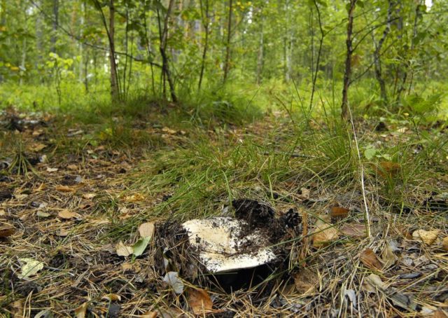 In what forests do milk mushrooms grow: where to look, where to collect, when to collect, where they grow in Our Country and by region