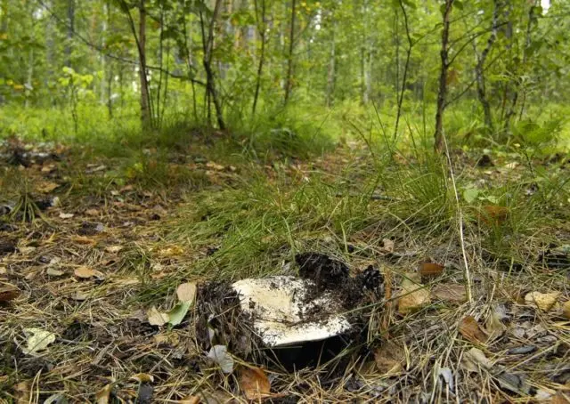 In what forests do milk mushrooms grow: where to look, where to collect, when to collect, where they grow in Our Country and by region