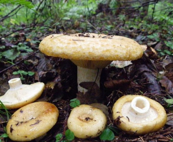 In what forests do milk mushrooms grow: where to look, where to collect, when to collect, where they grow in Our Country and by region