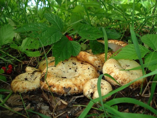 In what forests do milk mushrooms grow: where to look, where to collect, when to collect, where they grow in Our Country and by region