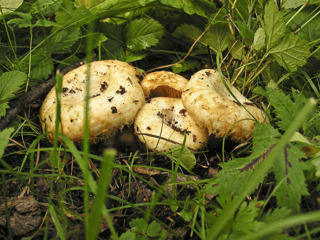 In what forests do milk mushrooms grow: where to look, where to collect, when to collect, where they grow in Our Country and by region