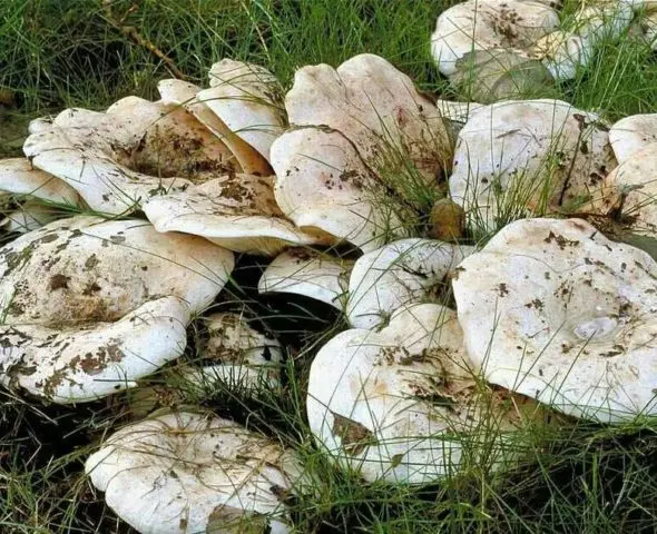 In what forests do milk mushrooms grow: where to look, where to collect, when to collect, where they grow in Our Country and by region