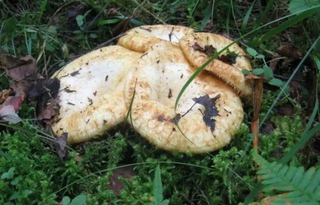 In what forests do milk mushrooms grow: where to look, where to collect, when to collect, where they grow in Our Country and by region