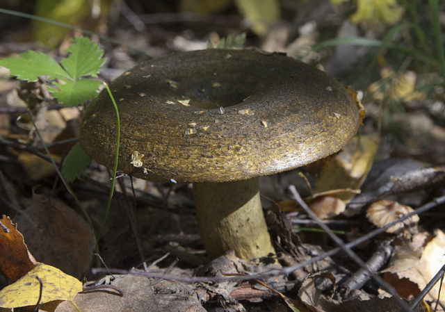 In what forests do milk mushrooms grow: where to look, where to collect, when to collect, where they grow in Our Country and by region